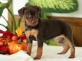 regalo-increible-cachorro-pinscher-macho-y-hembra-small-0