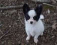 regalo-increible-cachorro-papillon-macho-y-hembra-small-0