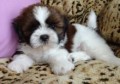 regalo-increible-cachorro-shih-tzu-macho-y-hembra-small-0