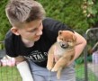 regalo-increible-cachorro-shiba-inu-macho-y-hembra-small-0