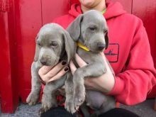 Regalo Increíble cachorro Weimaraner macho y hembra