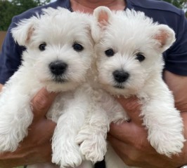 Regalo Increíble cachorro West Highland White Terrier