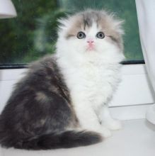 precioso-gatito-scottish-fold-disponible-big-0