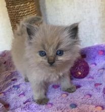 Precioso gatito Ragdoll disponible