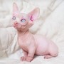 precioso-gatito-sphynx-disponible-small-0