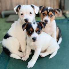 Regalo cachorro de jack russell en adopción