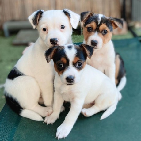 regalo-cachorro-de-jack-russell-en-adopcion-big-0