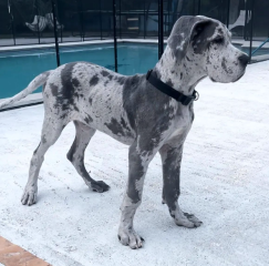 Regalo CACHORRO de Gran Danés en adopcion