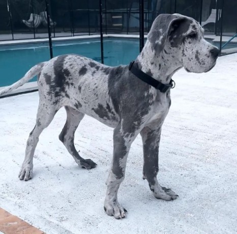 regalo-cachorro-de-gran-danes-en-adopcion-big-1