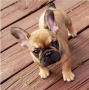 regalo-cachorro-de-bulldog-frances-para-adopcion-small-0