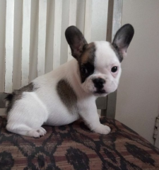 Regalo Cachorro de Bulldog Francés para adopcion.