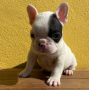 regalo-cachorro-de-bulldog-frances-para-adopcion-small-0