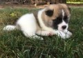 increible-regalo-de-perro-akita-macho-y-hembra-small-0