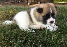 Increíble regalo de perro Akita macho y hembra