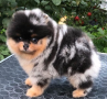 regalo-cachorro-de-pomeranian-mini-toy-para-adopcion-small-0