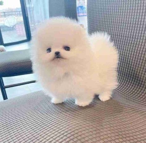 regalo-cachorro-de-pomeranian-mini-toy-para-adopcion-big-0