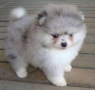 regalo-cachorro-de-pomeranian-mini-toy-para-adopcion-small-0