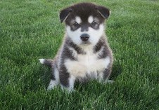 Regalo Increíble cachorro Alaskan Malamute macho y hembra