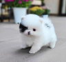 regalo-cachorro-de-pomeranian-mini-toy-para-adopcion-small-0