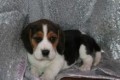 regalo-increible-cachorro-beagle-macho-y-hembra-small-0