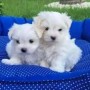 regalo-increible-cachorro-bichon-frise-macho-y-hembra-small-0