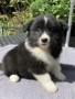 regalo-increible-cachorro-border-collie-macho-y-hembra-small-0