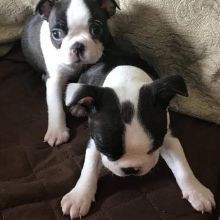 regalo-increible-cachorro-boston-terrier-macho-y-hembra-big-0