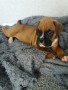 regalo-increible-cachorro-boxer-macho-y-hembra-small-0