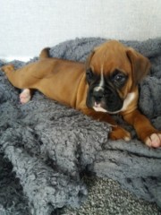 Regalo Increíble cachorro Boxer macho y hembra