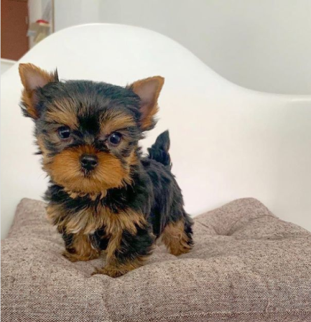 regalo-cachorro-toy-de-yorkshire-terrier-big-0