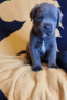 regalo-increible-cachorro-cane-corso-macho-y-hembra-small-0