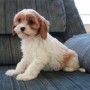 regalo-increible-cachorro-cavachon-macho-y-hembra-small-0