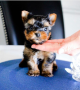 regalo-cachorro-mini-de-yorkshire-terrier-para-adopcion-small-0