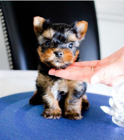 regalo-cachorro-mini-de-yorkshire-terrier-para-adopcion-big-0