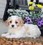 regalo-increible-cachorro-cavoodle-macho-y-hembra-small-0