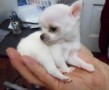 regalo-increible-cachorro-chihuahua-macho-y-hembra-small-0