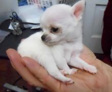 regalo-increible-cachorro-chihuahua-macho-y-hembra-big-0