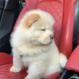 regalo-increible-cachorro-chow-chow-macho-y-hembra-small-0