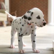 regalo-increible-cachorro-dalmata-macho-y-hembra-big-0