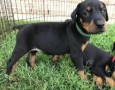 regalo-increible-cachorro-doberman-macho-y-hembra-small-0