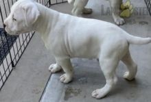 Regalo Increíble cachorro Dogo Argentino macho y hembra