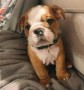 regalo-increible-cachorro-english-bulldog-macho-y-hembra-small-0