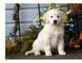 regalo-increible-cachorro-golden-retriever-macho-y-hembra-small-0