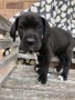 regalo-increible-cachorro-great-dane-macho-y-hembra-small-0