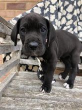 regalo-increible-cachorro-great-dane-macho-y-hembra-big-0