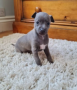 regalo-increible-cachorro-galgo-italiano-macho-y-hembra-small-0