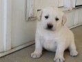 regalo-increible-cachorro-labrador-retriever-macho-y-hembra-small-0