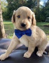 regalo-increible-cachorro-labradoodle-macho-y-hembra-big-0