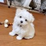 regalo-increible-cachorro-maltes-m-small-0