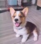 regalo-increible-cachorro-pembroke-welsh-corgi-macho-y-hembra-small-0